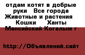 отдам котят в добрые руки - Все города Животные и растения » Кошки   . Ханты-Мансийский,Когалым г.